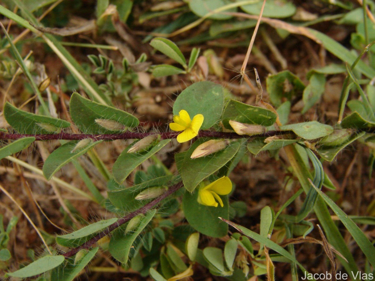 Crotalaria hebecarpa (DC.) Rudd